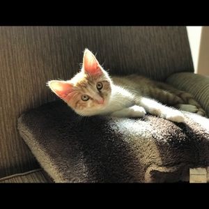 Meet your Posher, Haqq